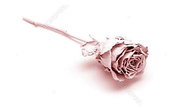 White Rose depicted