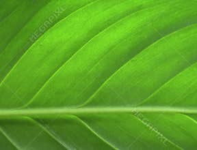 Green leaf