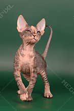 Sphynx kitten