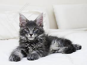 Maine coon cat