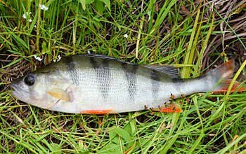 Perch on the green grass. Perch - freshwater fish.Bass river fish