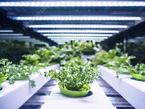 Greenhouse Plant row Grow with LED Light Indoor Farm Agriculture