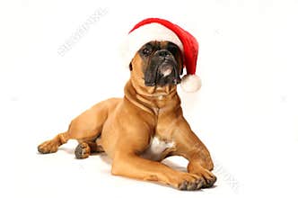 Christmas dog
