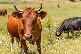 Portrait of a brown cow bull with horns on a green meadow with white flowers. The head looks straight, the dark eyes