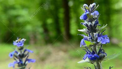 Blue bugle flowers swaying in the wind, sounds of birds and insects