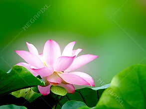 White Lotus
