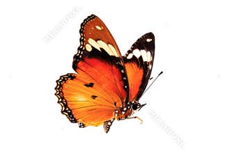 Beautiful butterfly flying isolated on white background