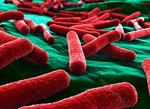 Ecoli Bacteria Close up Red