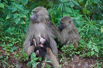 Olive baboon baby Papio anubis Anubis baboon Cercopithecidae Old world monkey