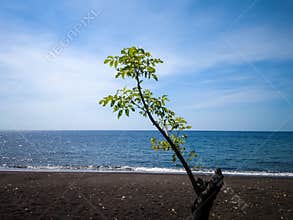 Green Leaves On A Sunny Day Of Young Tree Plants Grow On The Beach Sand At Umeanyar Village