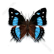 The Amazon beauty butterfly with black and blue wings from Amazonian forest from Brazil