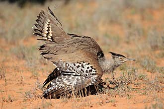 Kori bustard displaying - Kalahari desert
