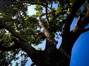 Old Mango Tree Branches In The Morning Sunshine At Ringdikit Farmfield