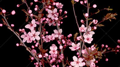 Pink Flowers Blossoms on the Branches Cherry Tree