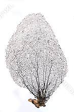 Sea fan