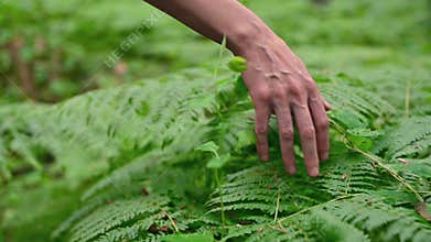 Woman hand touching fern green leaves foliage.