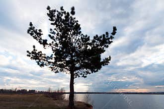 Pine tree silhouette