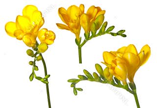 Freesia set