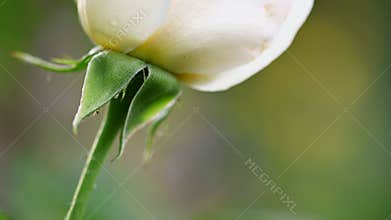 Macro detail of white rose