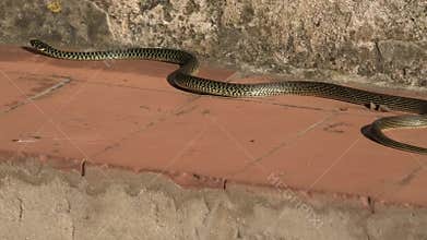 The green whip snake