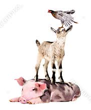 Farm animals standing on top of each other pyramid
