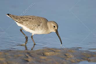 Dunlin, Calidris alpina
