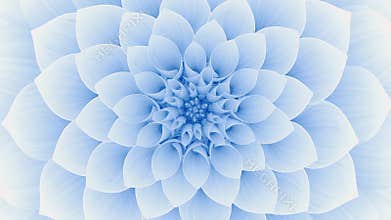 Blooming Blue Flower. Seamless Looped.