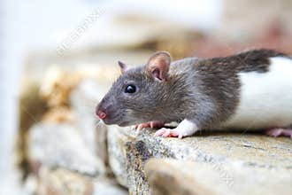 Hooded rat