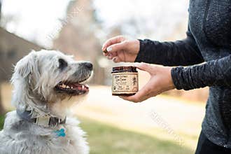 Colorado Dog Enjoying CBD Treats From Owner