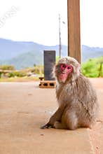 Macaca fuscata sitting