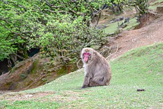 Wild red macaca fuscata resting