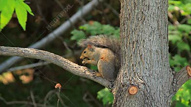 Squirrel in a tree eating a nut