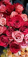 Spring Bloom Series - Roses Roses and more Roses