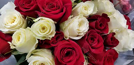 Spring Bloom Series - Roses Roses and more Roses