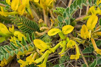 Yellow flowers of woolly-flowered Astragalus Astragalus dasyanthus. Medicinal plant close-up.