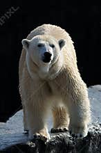 Polar Bear (Ursus maritimus)