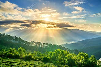 Sunrise over hillside a pine forest with long sun rays pass through valley