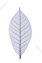 Blue leaf