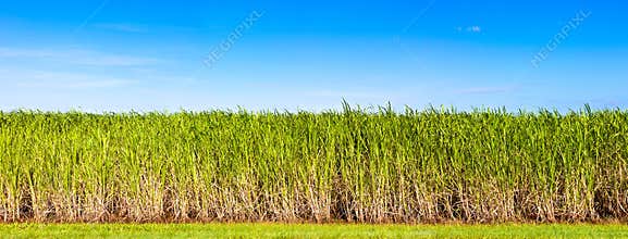 Panorama of sugar cane plantation