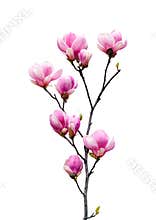 Magnolia