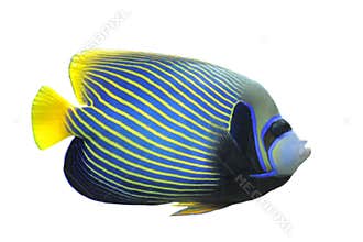 Emperor Angelfish