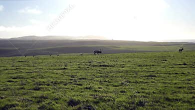 Male Tule Elk Cervus canadensis nannodes grazing on a green meadow in Point Reyes National Seashore