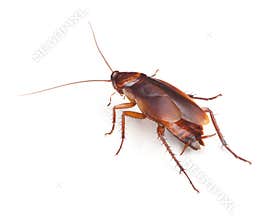 Cockroach Insect Roach Pest Control