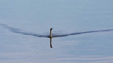 Anhinga bird swims in a lake. Florida wildlife.