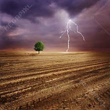Lone tree and lightning