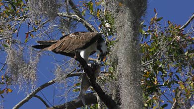 Osprey feeds on fish on a tree branch.