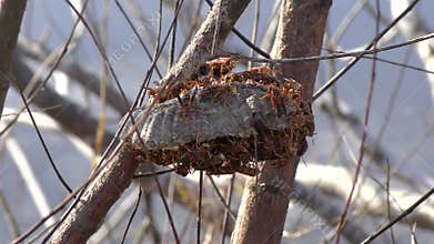 Wasps are building nest in the bushes