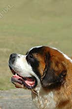Saint Bernard