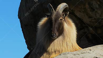 SYDNEY, AUSTRALIA - JUL, 3, 2014: himalayan tahr on cliff