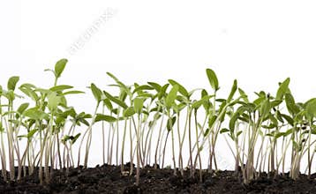 Art tomato seedlings in the spring glasshouse